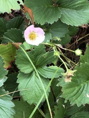 Fragaria × ananassa