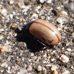 Chrysomela crotchi