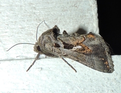 Chrysodeixis subsidens