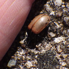 Chrysomela crotchi