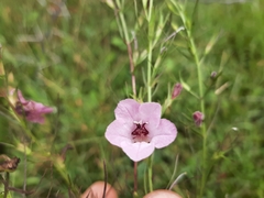 Parasopubia delphiniifolia