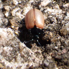 Chrysomela crotchi