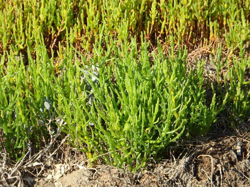 Image of Salicornia ramosissima by (c) Duarte Frade, some rights reserved (CC BY)