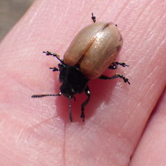 Chrysomela crotchi