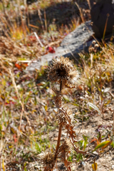 Cirsium scopulorum