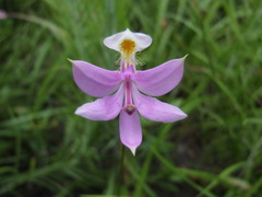 Calopogon tuberosus