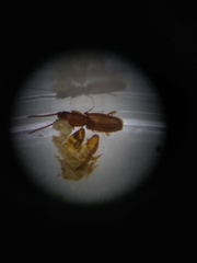 Laemophloeidae