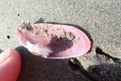Gari lineolata