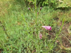 Parasopubia delphiniifolia