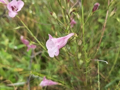 Parasopubia delphiniifolia
