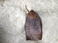 Epiglaea apiata