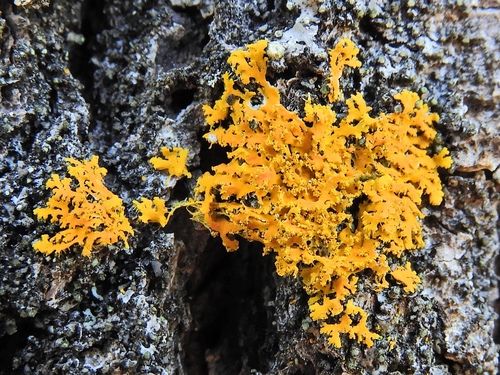 Powdery Sunburst Lichen