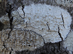 Lecanora caesiorubella
