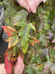 Acer ginnala