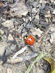 Harmonia axyridis