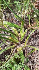 Trachyandra muricata