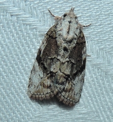 Etanna clopaea