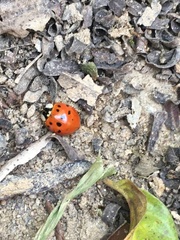 Harmonia axyridis