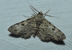 Cleora displicata