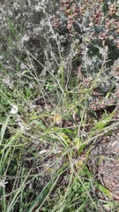 Trachyandra muricata