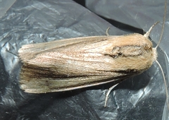 Leucania stenographa