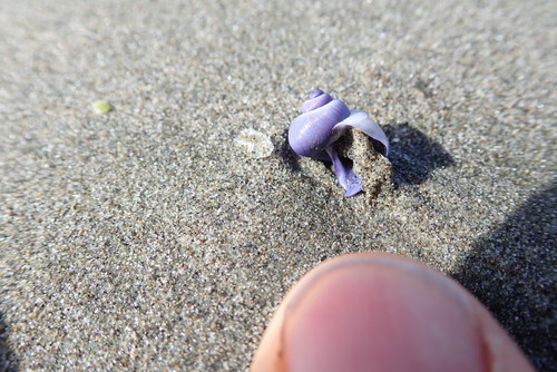 photo of Dwarf Violet Snail (Janthina exigua)