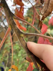 Rhus typhina