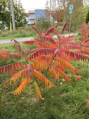 Rhus typhina