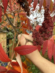 Rhus typhina