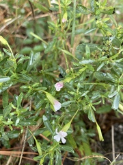 Mecardonia acuminata