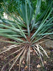 Dracaena tamaranae