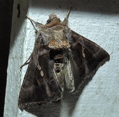 Chrysodeixis subsidens