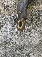Tetragonisca angustula