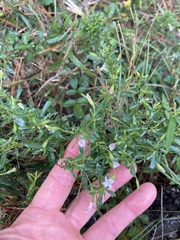 Mecardonia acuminata