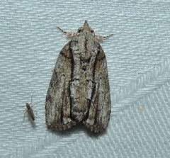 Etanna clopaea