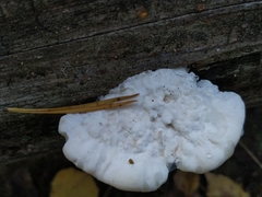 Amaropostia stiptica