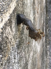 Tetragonisca angustula