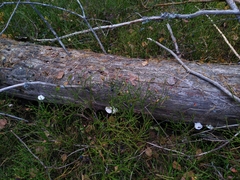 Amaropostia stiptica
