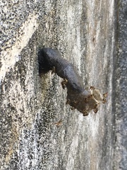 Tetragonisca angustula