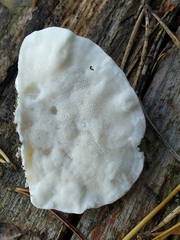 Amaropostia stiptica