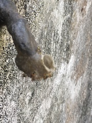 Tetragonisca angustula