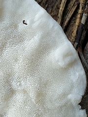 Amaropostia stiptica
