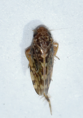 Xestocephalus similis