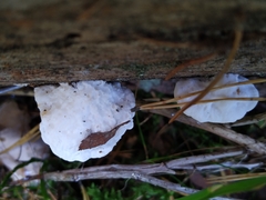 Amaropostia stiptica