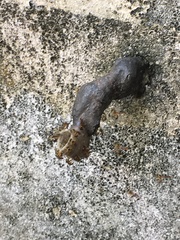 Tetragonisca angustula
