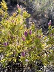 Cordylanthus wrightii wrightii