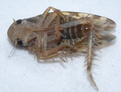 Xestocephalus similis