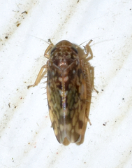 Xestocephalus similis