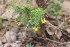 Solanum pimpinellifolium