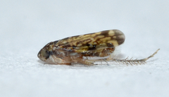 Xestocephalus similis